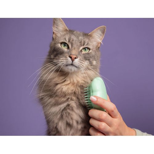cat-brush3